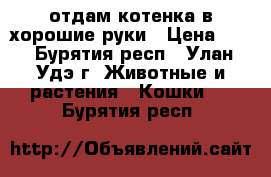 отдам котенка в хорошие руки › Цена ­ - - Бурятия респ., Улан-Удэ г. Животные и растения » Кошки   . Бурятия респ.